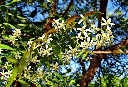 Les traitements à base d'huile de neem sont à proscrire si vous utilisez des Macrolophus pygmaeus.
