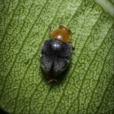 Coccinelle anti-cochenilles farineuses