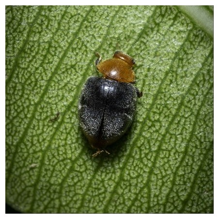 Coccinelle anti-cochenilles farineuses