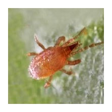 Acarien prédateur de thrips et sciarides Hypoaspis miles