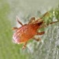 Acarien prédateur de thrips et sciarides Hypoaspis miles