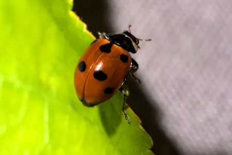 Coccinelles migratrices contre les pucerons du rosier & potager