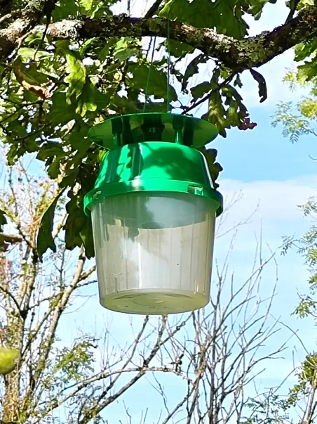Piège à phéromone anti-bombyx cul brun - Surveillez vos jardins naturellement