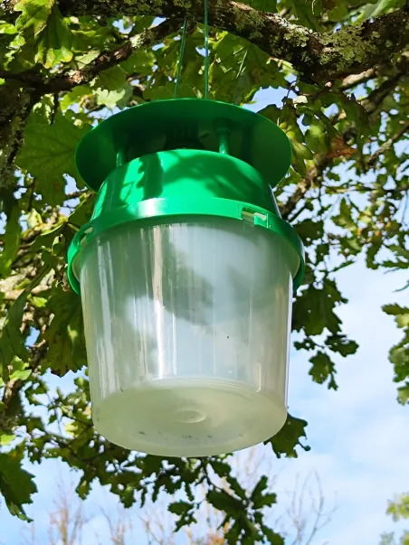 Piège à phéromone bombyx disparate – Détection naturelle au jardin