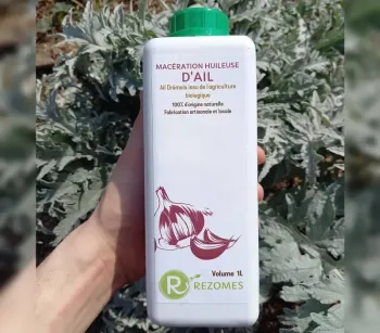 Macération d'ail, purin, décoction d'ail