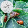 Nématodes anti doryphore - Traitement des larves sur feuillage