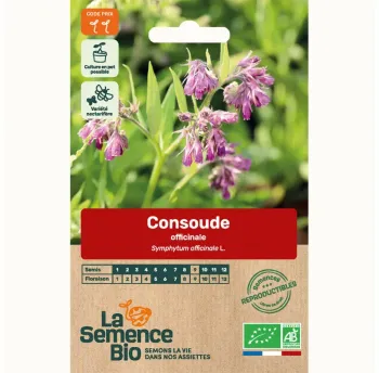 Graines de consoude officinale bio – Fertilisation naturelle du jardin