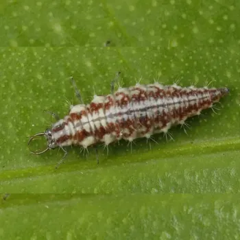 Larves de chrysopes pour lutter naturellement contre les doryphores.