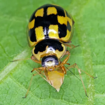 Achat de coccinelles à damier anti pucerons du potager