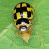 Coccinelle à damier : auxiliaire anti pucerons du potager, rosiers et petits fruits