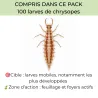 Pack anti-thrips 100 % auxiliaires  | 10 plantes