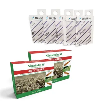 Pack de lutte biologique contre les thrips à base de nématodes et d'acariens prédateurs. Traitement de 1 à 10 plantes.