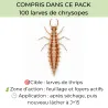 Pack anti-thrips noirs - 1 à 10 plantes