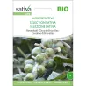 Chou de Bruxelles Sélection Sativa bio