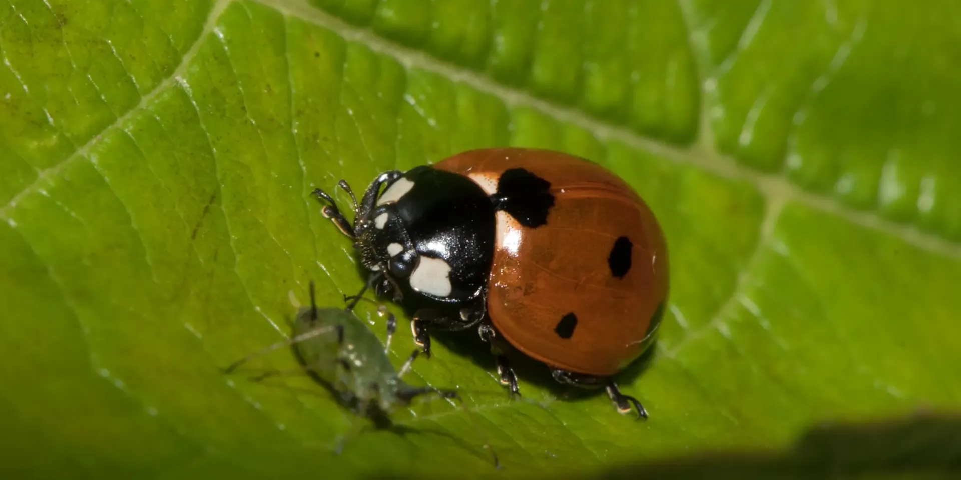 Lutte biologique : protégez vos plantes contre les ravageurs & maladies