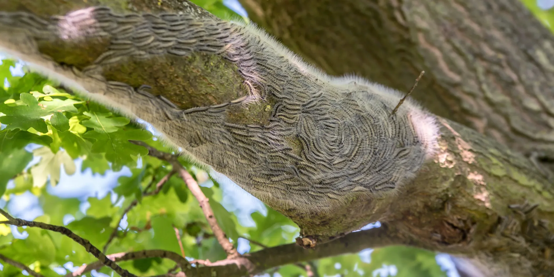 Chenille processionnaire du chêne : danger, cycle, traitements naturels