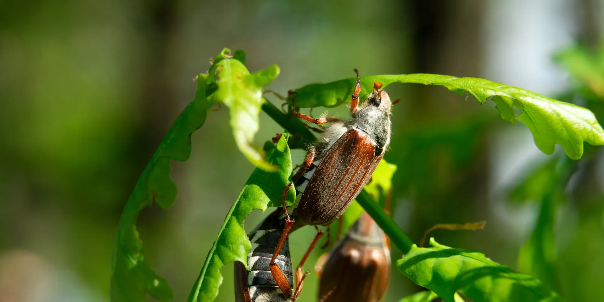 Larves de hannetons (vers blancs) : reconnaître & traiter naturellement