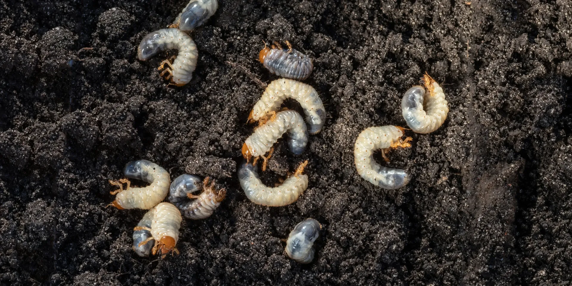 Vers blancs (pelouse, potager, pot) : Identification & traitements naturels