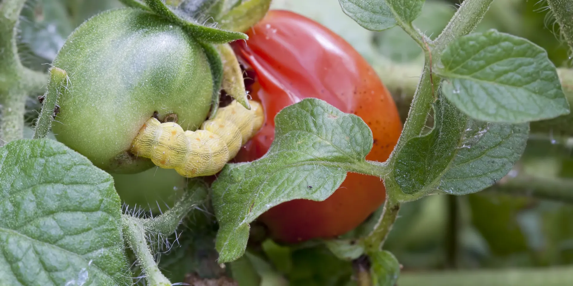Noctuelles du potager : ver tomate et feuilles mangées