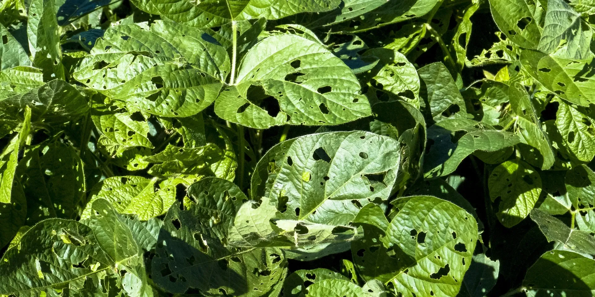 Noctuelle gamma Autographa gamma – Identification, Dégâts & Traitements