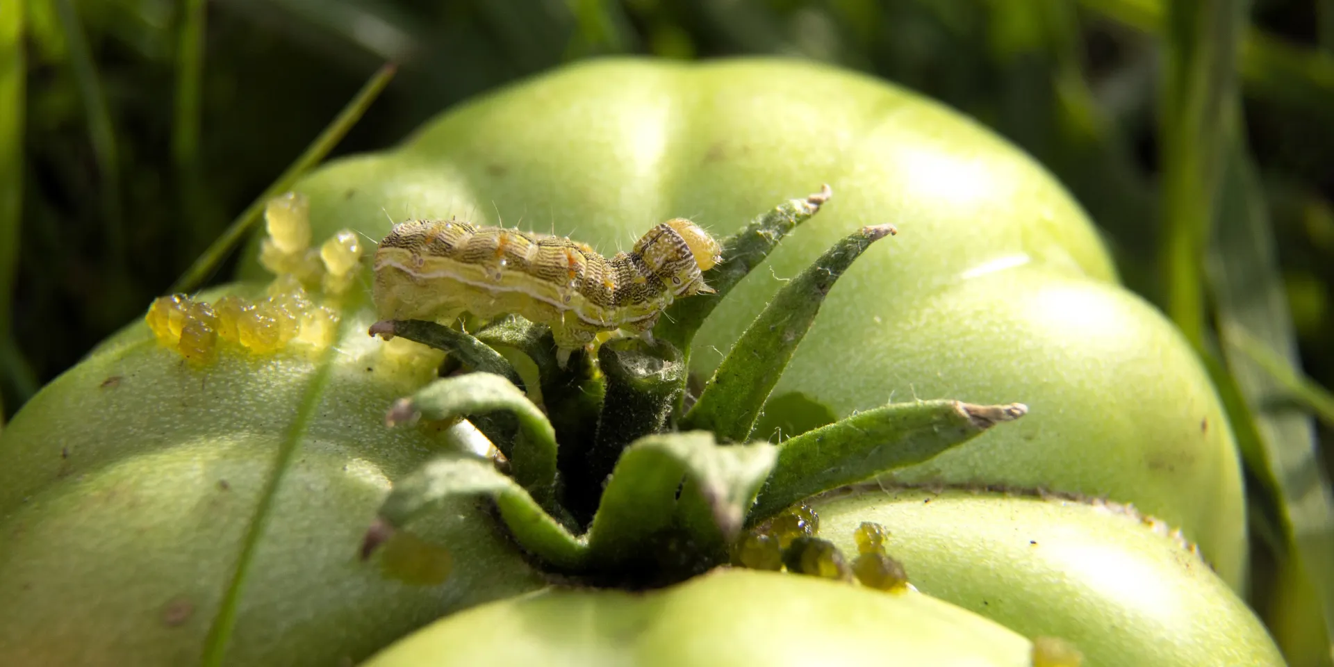 Noctuelle de la Tomate : Ver de la Tomate & Traitements Bio