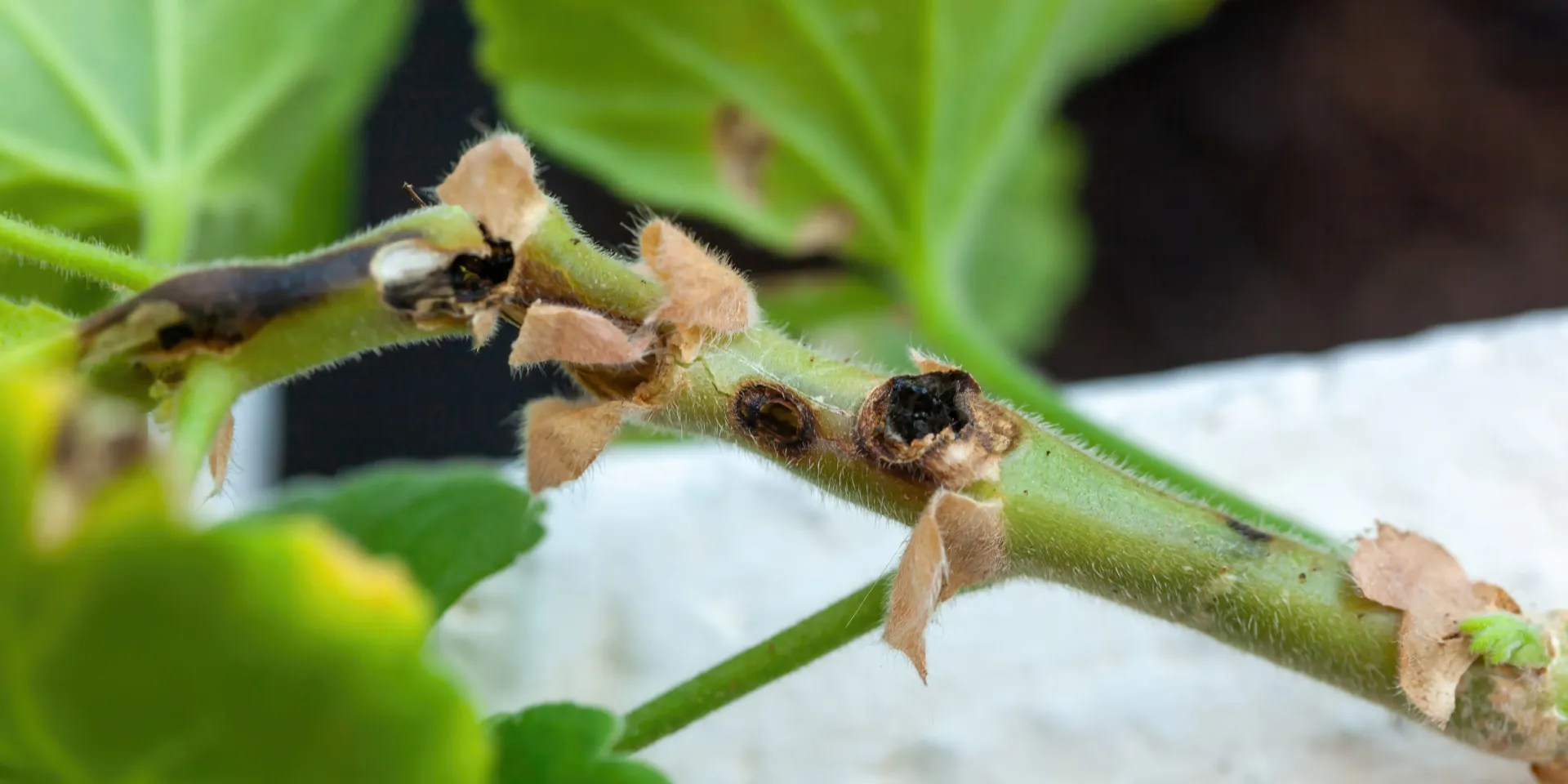 Brun du pélargonium : traitement chenille géranium