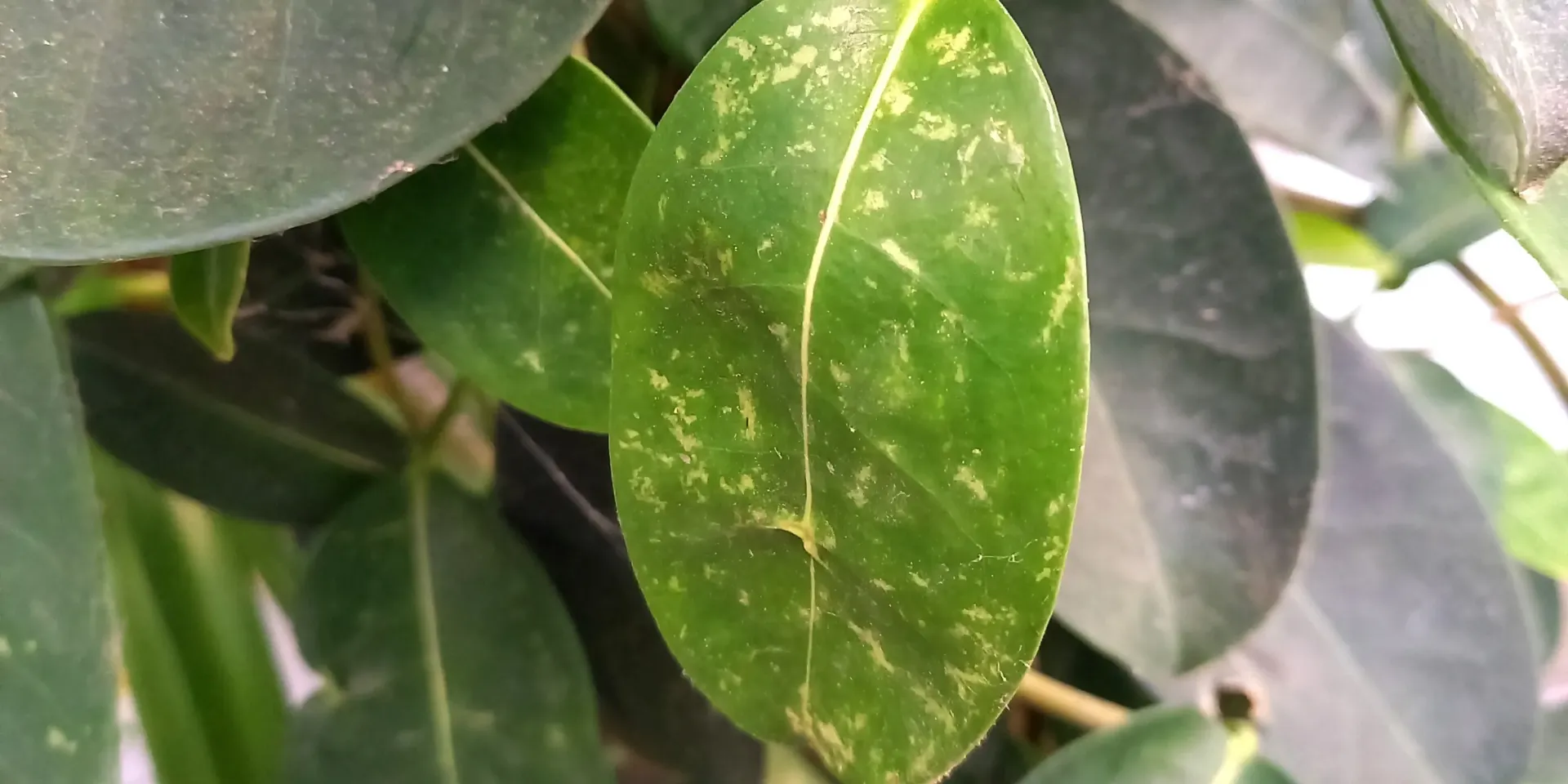 Thrips de l’impatiens - Echinothrips americanus - identification & traitement