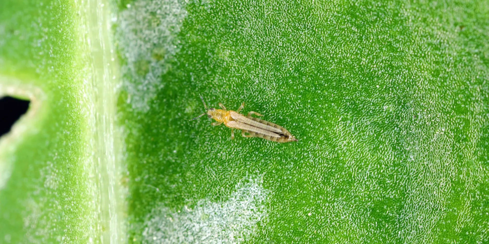 Frankliniella occidentalis : identification, dégâts & lutte biologique