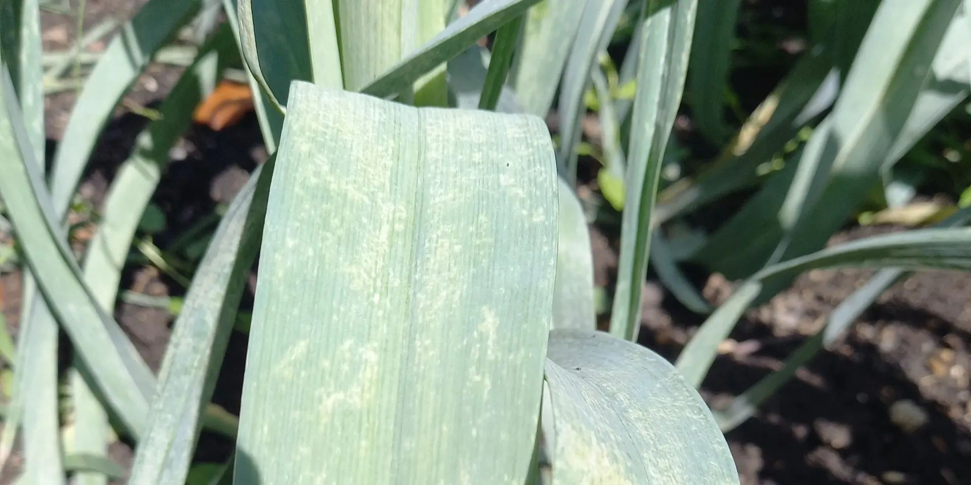 Thrips tabaci : identification, dégâts et traitement biologique