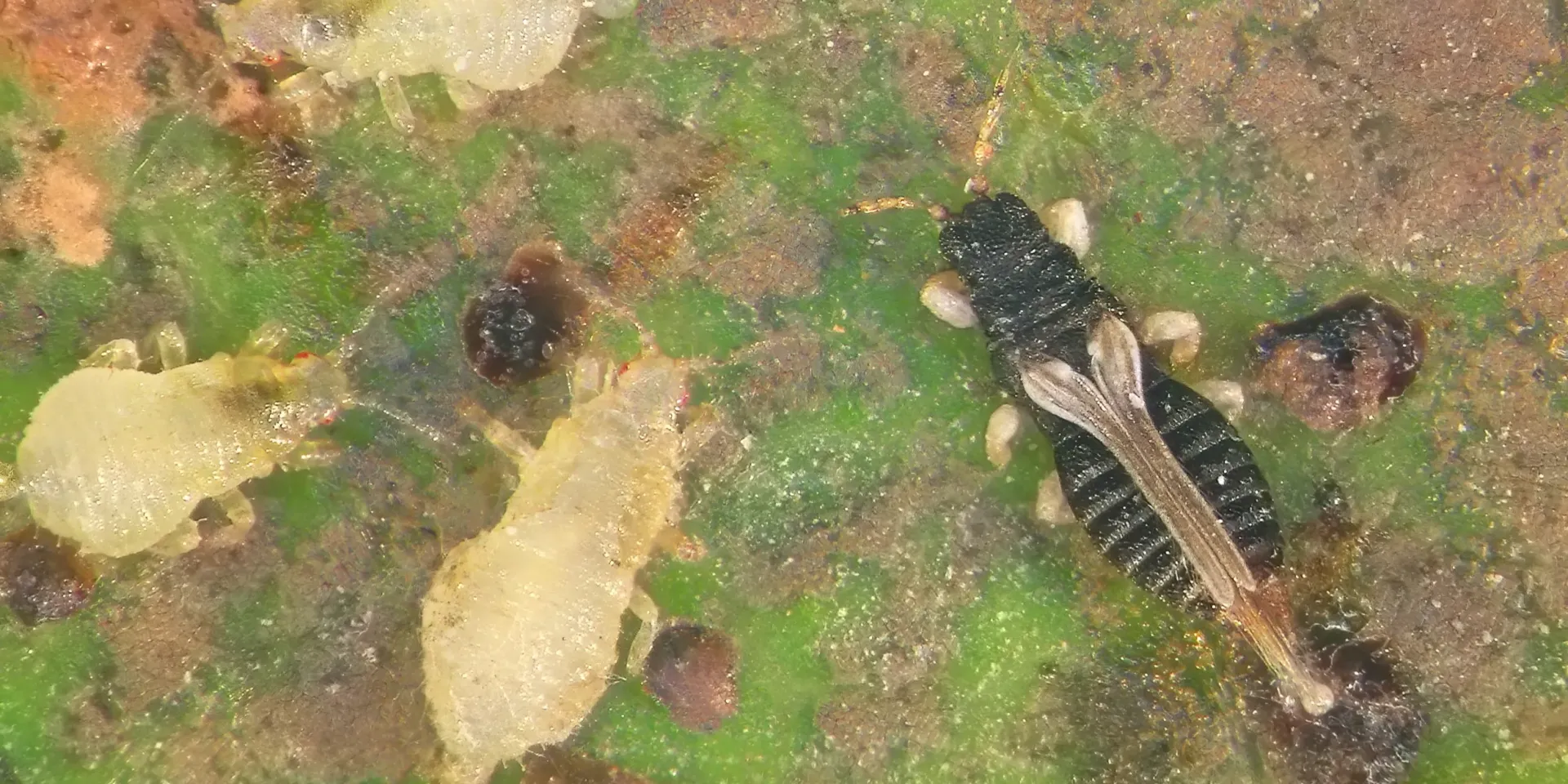 Thrips des serres et du laurier tin : identification et traitements