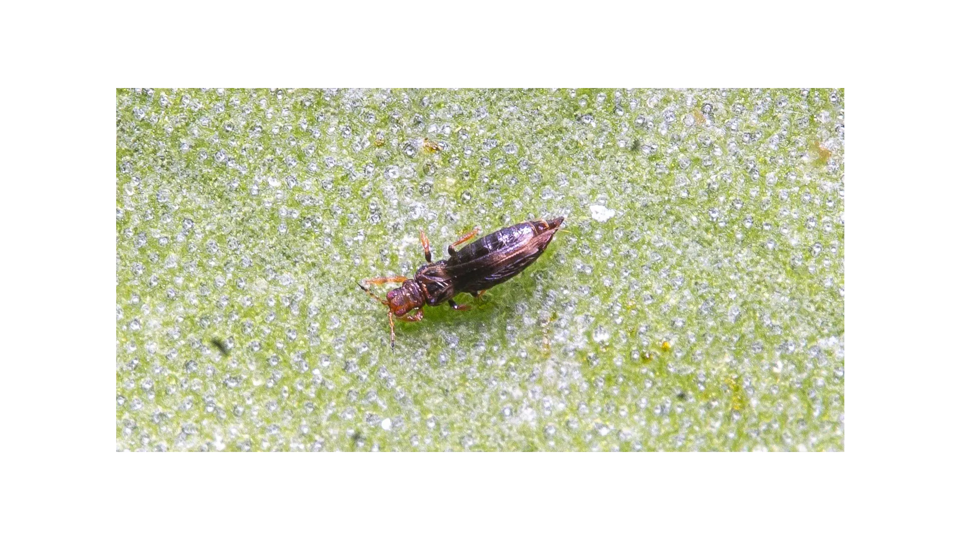 Thrips rayé des serres - Identification et Traitement de Vos Plantes