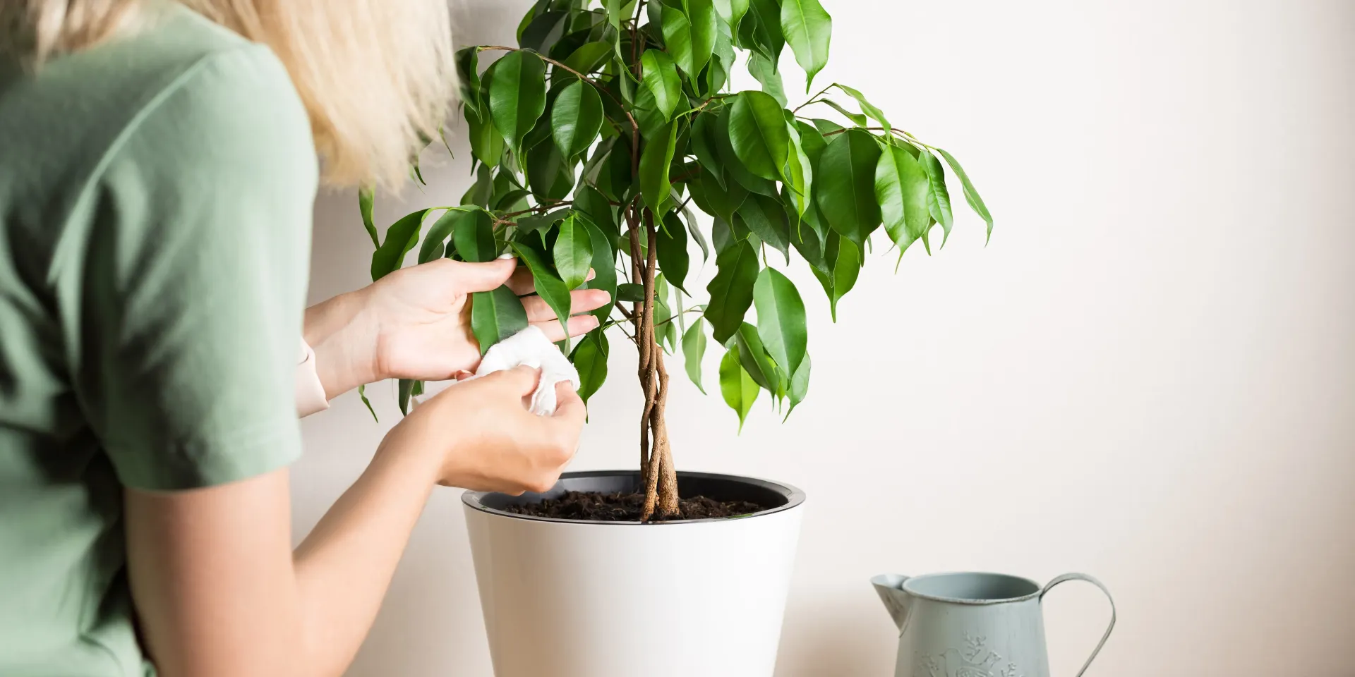 Thrips du ficus - Identification et Traitement de Vos Plantes