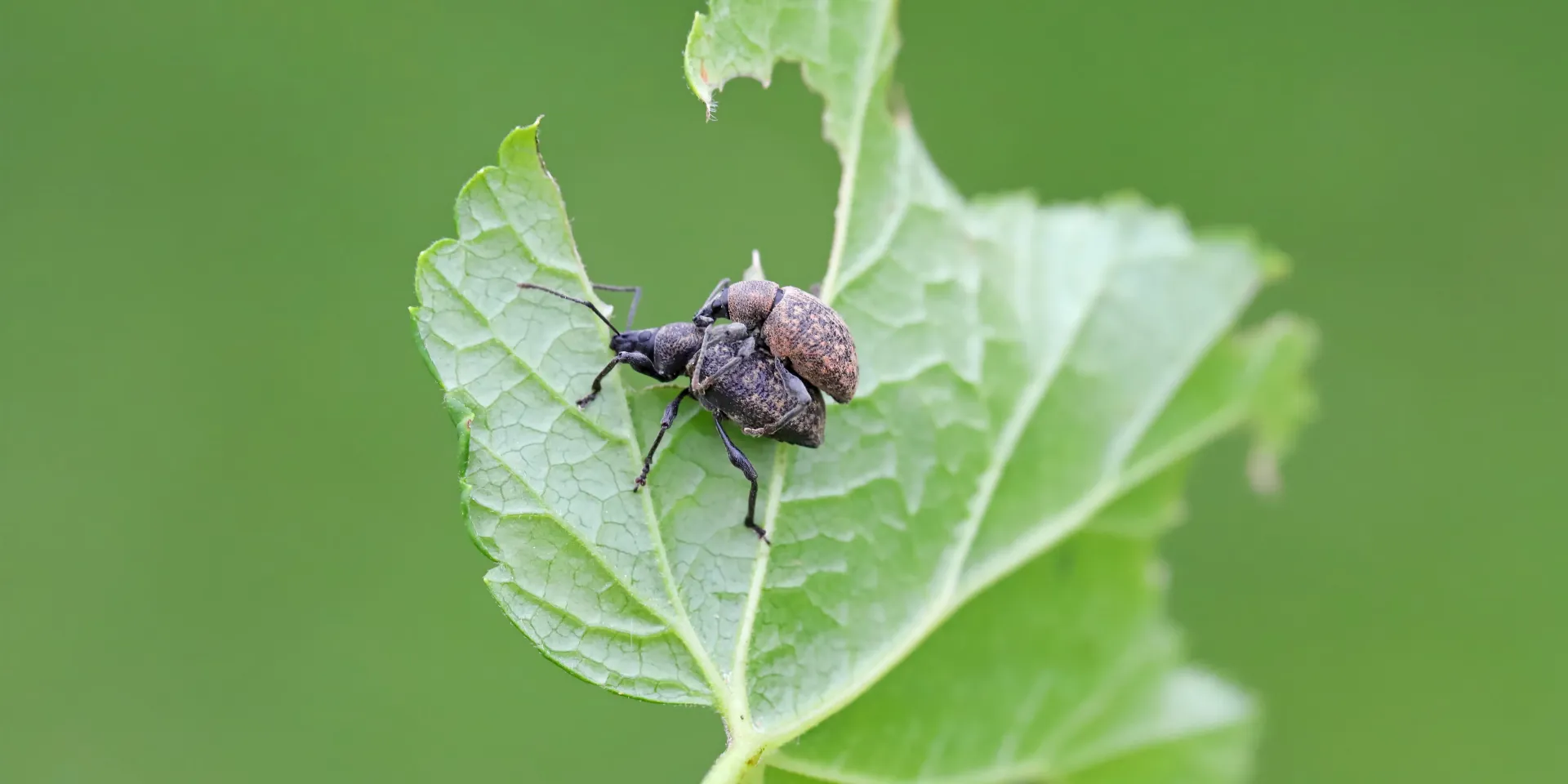 Otiorhynque : reconnaître et traiter naturellement