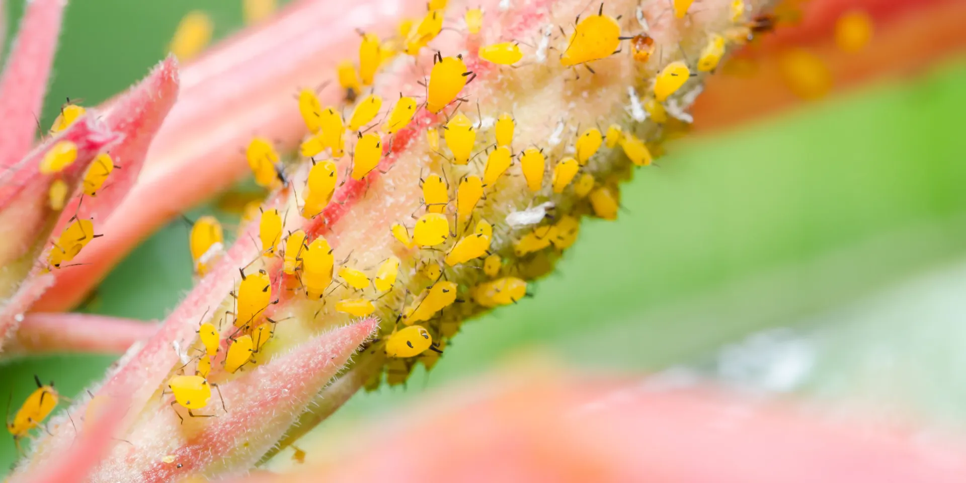 Pucerons des lauriers roses : traitements biologiques