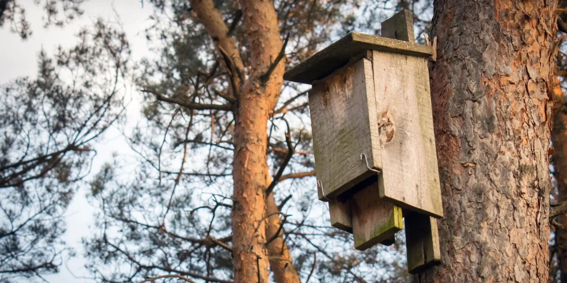 Comment favoriser l'installation des chauves-souris au jardin : abri et conseils