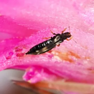 Image de Thrips noir de l’impatiens - Echinothrips americanus