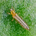 Image de Thrips californien (Frankliniella occidentalis)