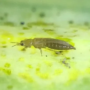 Image de Thrips de l’oignon et du poireau - Thrips tabaci