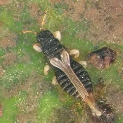 Image de Thrips du laurier-tin - Heliothrips haemorrhoidalis