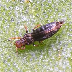 Image de Thrips rayé des serres - Hercinothrips femoralis