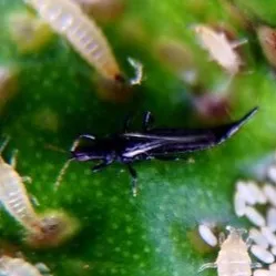 Image de Thrips du ficus – Gynaikothrips ficorum