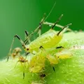 Image de Pucerons des arbres fruitiers