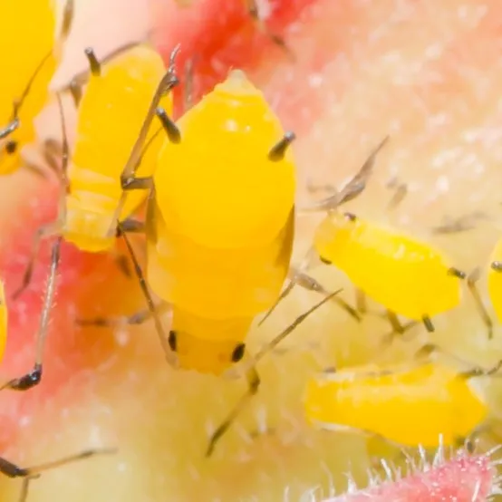 Image de Pucerons jaunes du laurier rose