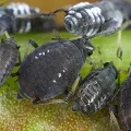 Image de Pucerons du potager