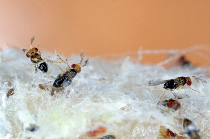 Macro de trichogrammes recherchant des oeufs de mites dans un textile