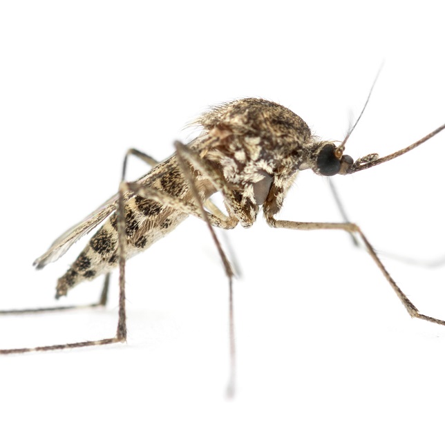 Les moustiques sont un véritable fléau à la belle saison et peuvent être vecteurs de maladies