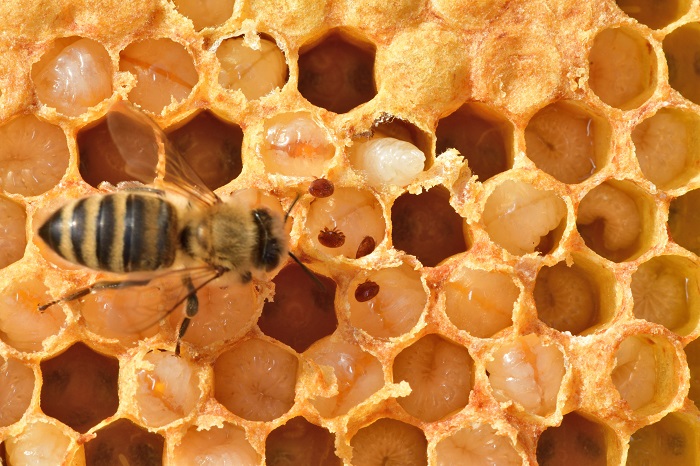 Le varroa se fixe sur les larves d'abeille avant que l'alvéole soit operculée.