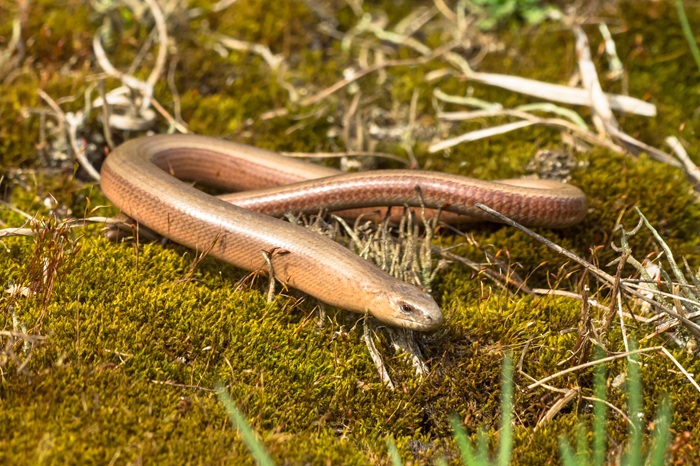 L'orvet fragile, un habitant du jardin devenu rare