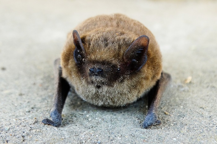 Chauve-souris au repos