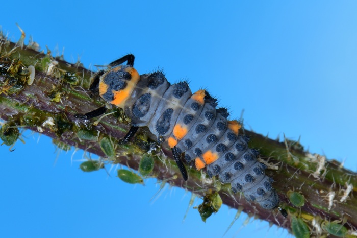 Exemple typique de lutte biologique : une larve de coccinelle à 7 points consomme des pucerons
